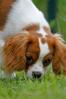 Cavalier King Charles Spaniel, kitten