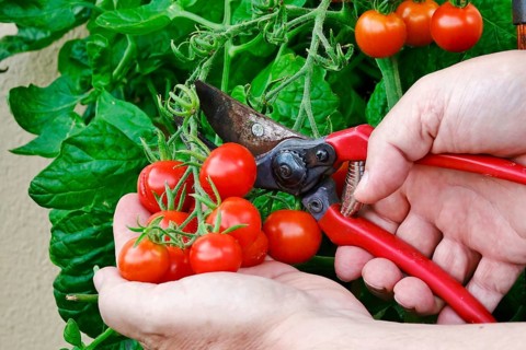 Cocktail tomatoes being harvested, August, Germany, Europe