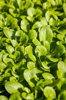 Fresh green corn salad (Valerianella locusta) in a vegetable patch under sunlight, full size,
