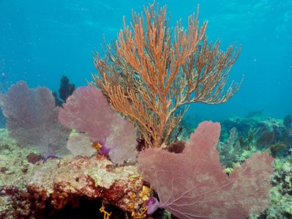Bent sea rod (Plexaura flexuosa) and common sea fan (Gorgonia ventalina), dive site John Pennekamp