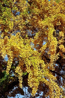 Ginkgo tree, autumn, Germany, Europe