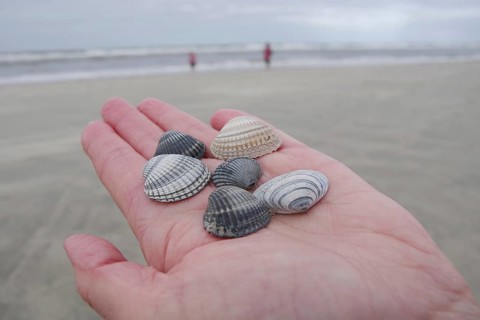 Cockles (Cardiidae), hand, beach, Langeoog, Germany, mussels lying in the outstretched hand. In the