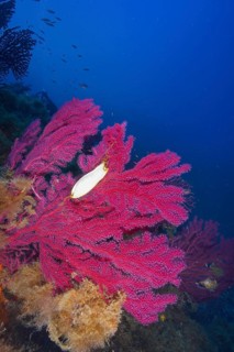 Egg capsule of large spotted catshark (Scyliorhinus stellaris) attached to Violescent sea-whip