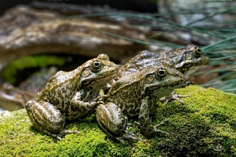 Sea frog (Pelophylax ridibundus), order of frogs in the family of true frogs, captive, occurring in