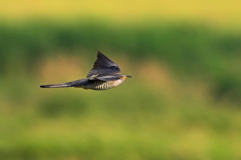 Cuckoo, (Cuculus canorus), flight photo, Worms district, Rhineland-Palatinate, Federal Republic of