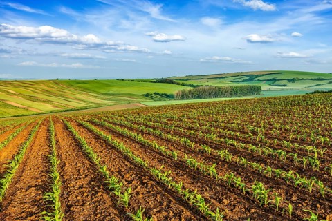 Rolling fields of Moravia, Czech Republic, Europe