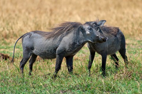 Warthogs (Phacochoerus), making love, mating, animals, love, family, couple, nature, wild,
