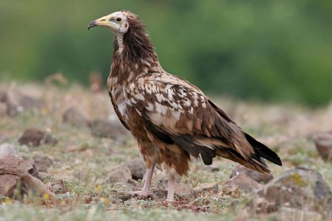 Egyptian vulture (Neophron percnopterus), Rhodope Mountains, Bulgaria, Europe