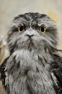 Tawny frogmouth (Podargus strigoides), portrait, captive, occurrence in Australia