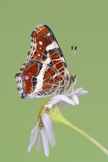 Landcarts or Landcarts butterfly (Araschnia levana f. prorsa), butterfly of the summer generation,