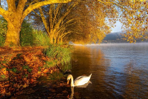 Autumnal colours at the Platanen Allee, Hardenberg Ufer, lakeside path at Lake Baldeney, near Haus