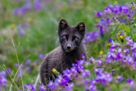 Dark arctic fox (Vulpes lagopus), ice fox, standing in a flower meadow, frontal, summer,
