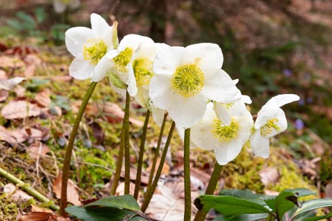 A group of white flowers with a yellow centre on mossy ground in the forest, Christmas rose