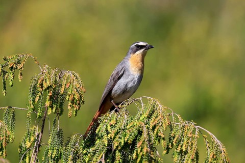 Cossypha caffra, adult, on bush, vigilant, Protea, Kirstenbosch Botanical Gardens, Cape Town, South