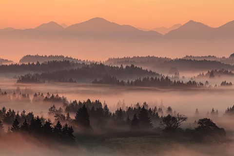 Morning fog over trees, mountains, near Bad Kohlgrub, Bavarian Alps behind, Bavaria, Germany,