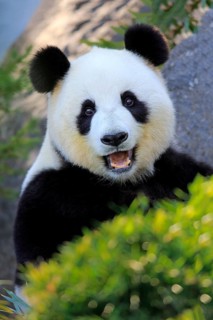 Giant Panda (Ailuropoda melanoleuca), adult feeding, Adelaide, South Australia, Australia, captive,
