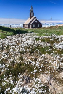 Church in front of icebergs and blue sky, cotton grass, summer, Zion's Church, Jakobshavn Glacier