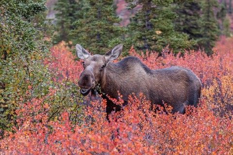 Elk (Alces alces), cow moose, eating huckleberry bushes, autumn colours, Denali National Park,