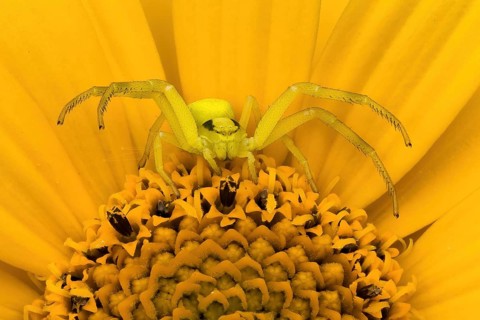 Goldenrod crab spider (Misumena vatia) sitting in wait on a yellow flower, Hesse, Germany, Europe