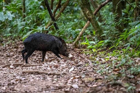 Collared peccary (Pecari tajacu) foraging in the rainforest, Corcovado National Park, Osa,