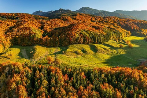 Aerial view of a mountain forest in front of mountains in autumn, sunny, Ohlstadt, view of