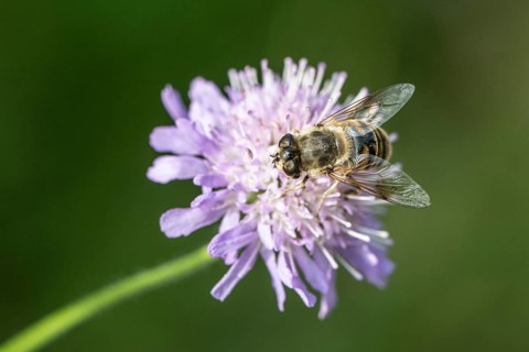 Drone fly (Eristalis interrupta) on water mint (Mentha aquatica), Emsland, Lower Saxony, Germany,