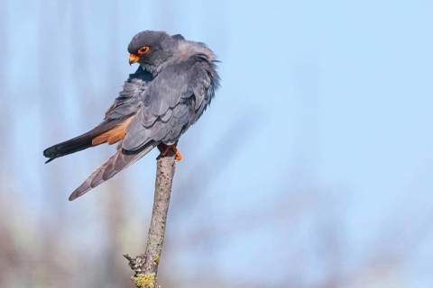 Red-footed Falcon, (Falco vespertinu), perching station, falcon family, Tower Hide, Tiszaalpár,