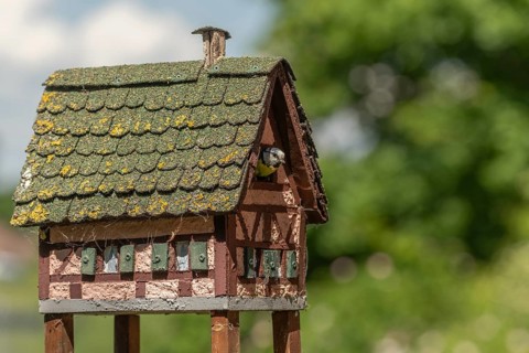 Blue tit (Cyanistes caeruleus) looking through the hole of a nest box shaped like a small house.