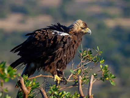 Spanish imperial eagle (Aquila adalberti), El Millaron Imperial Eagle Hid, Salorino, Extremadura