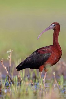Glossy ibis (Plegadis falcinellus), Floating Hide fixed, Everglades NP, Florida, USA, North America