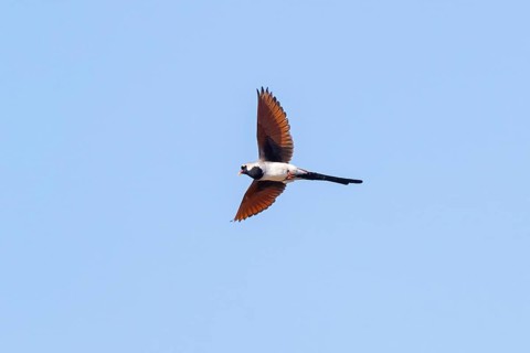Cape Dove, (Oena capensi), aerial view, Road N4 to Kaolack, Firgui, Senegal, Africa