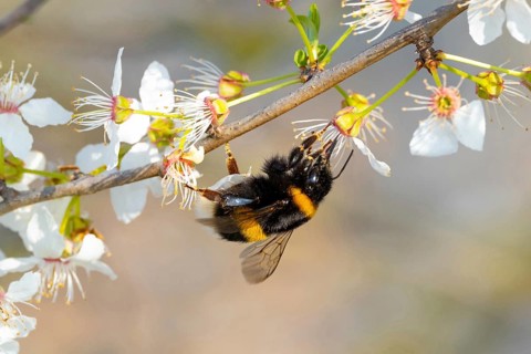 Large earth bumblebee (Bombus terrestris), bumblebee, insect, insect, macro, NSG Wagbachniederung,