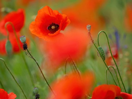 Poppy, poppy, cemetery, gravestone, cross, flowers, poppies, Tiszaalp-r, Kiskuns-gi National Park,