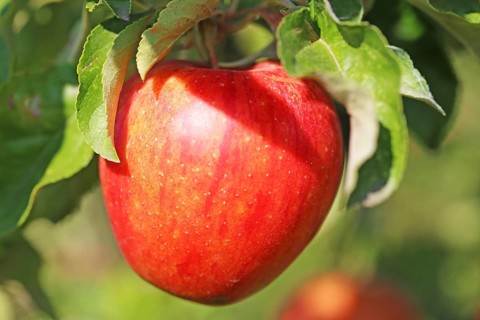 Ripe apple on the tree