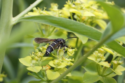 Dusky clearwing (Paranthrene tabaniformis), on goldenrod (Solidago), North Rhine-Westphalia,