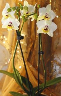 Butterfly orchid (Phalaenopsis), flowers