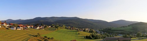 Lam in the Bavarian Forest