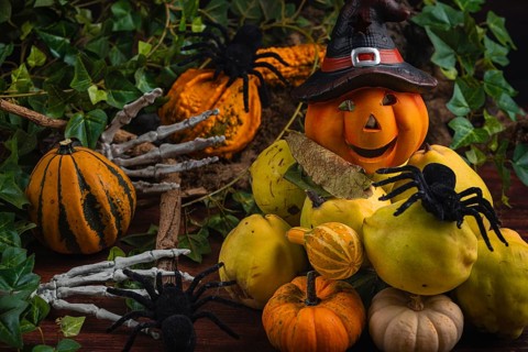 Halloween still life with quinces, pumpkins, spiders and a pumpkin with a witch's hat