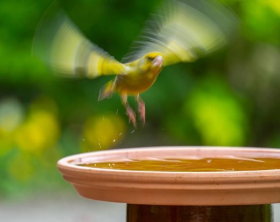 Greenfinch, greenfinch (Chloris chloris) flying away from a bird bath, Lower Saxony, Germany,