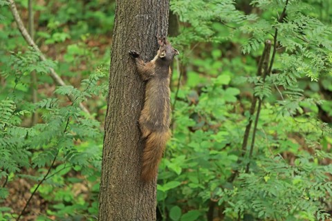 Pine marten (Martes martes)