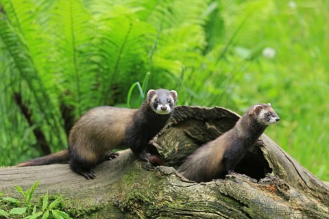 Polecat (Mustela putorius), polecat