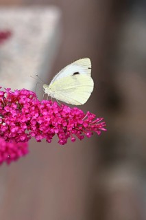 Cabbage butterfly (Pieris brassicae) female on a flower of the butterfly bush (Buddleja davidii),