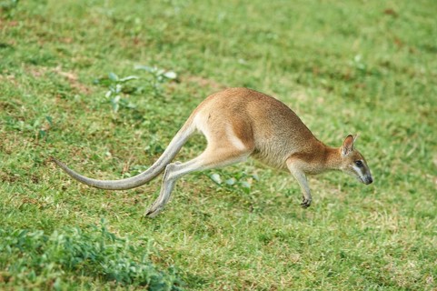 Close-up of an agile wallaby (Macropus agilis) on a meadow wildlife in Australia