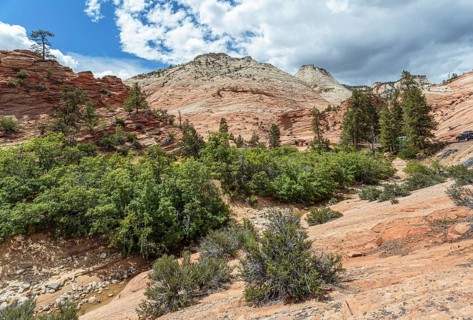 Patterns of erosion on the rock formations in Zion National Park, Utah