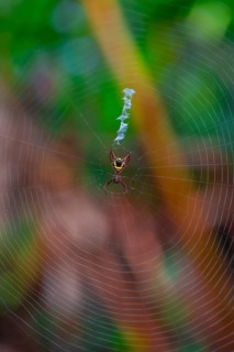Wheel web spider (micrathena brevipes) in a spider web, Tortuguero National Park, Costa Rica,