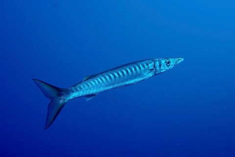 A single barracuda (Sphyraena viridensis) swims underwater in a deep, blue ocean. Dive site