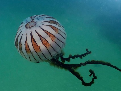 Transparent jellyfish with stripes, compass jellyfish (Chrysaora hysoscella) . Dive site Rinvyle,