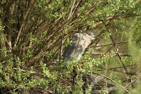 Black crowned night heron (Nycticorax nycticorax) Allgäu, Bavaria, Germany, Allgäu, Bavaria,