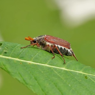May beetle, wood cockchafer (Melolontha hippocastani), male, on leaf of a horse chestnut (Aesculus