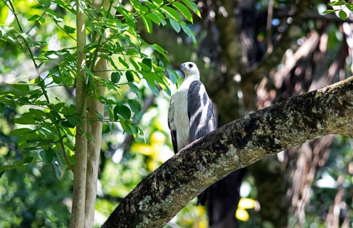 White-bellied sea eagle (Haliaeetus leucogaster) perched on a tree in the Mahaweli River, Kandy,